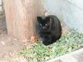 Marte (3)